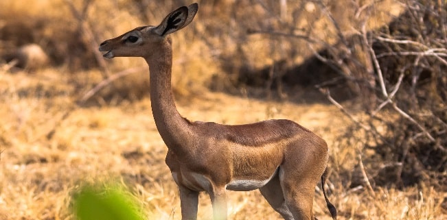 Leistungsstark wie ein Packesel und schnell wie eine Gazelle: Das ED2K-Netzwerk ist beim Filesharing beliebt.