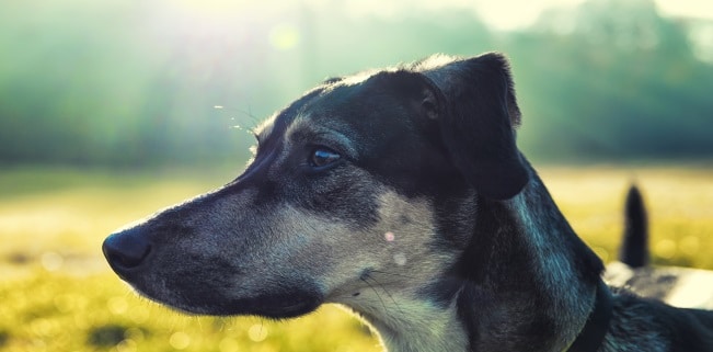 Als Jagdhund im WorldWideWeb unterwegs: TorrentHound.