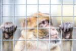 Der Streit um das Urheberrecht an dem Affen-Foto ging um die Welt