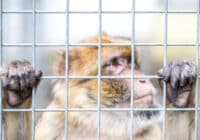 Der Streit um das Urheberrecht an dem Affen-Foto ging um die Welt