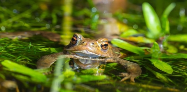 Charakteristisch: Das Vuze-Logo mit einem Frosch findet sich auf vielen Computern.